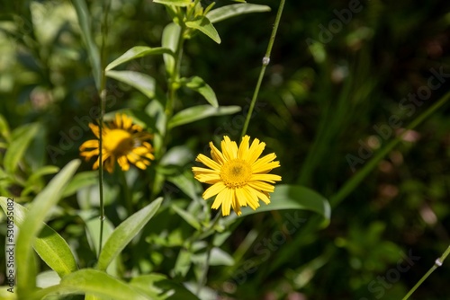 Closeup of a yellow wildflower surrounded by greenery photo