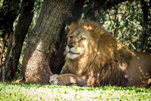 lion allong   sur l herbe dans un parc animalier