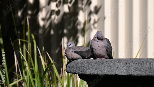 Closeup of two gray birds sitting on a rock on a sunny day with green leaves in the background