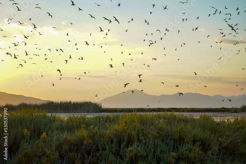 flock of birds flying at sunset over ornithological bay