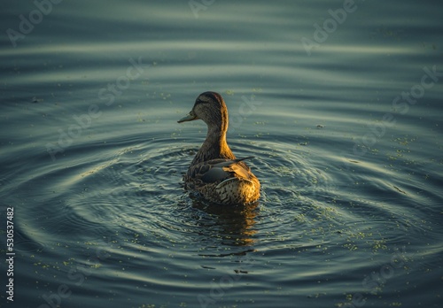 Beautiful view of a duck swimming on the lake at sunset Fototapet