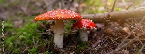 Mushrooms in the forest - Beautiful red toadstool Amanita muscaria in the black forest with fresh green moss and morning sun