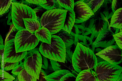 Green and brown leaves of tropical plant in garden. Dense green leaf with beauty pattern texture background. Green leaves for spa background. Green wallpaper. Top view ornamental plant in garden.