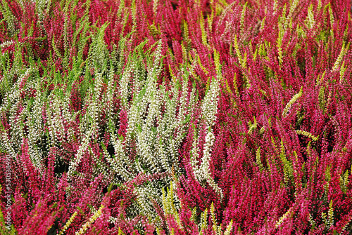 Multicolored heather flowers bloom in a flower pot. Green, pink, purple and white. Calluna vulgaris. Garden.