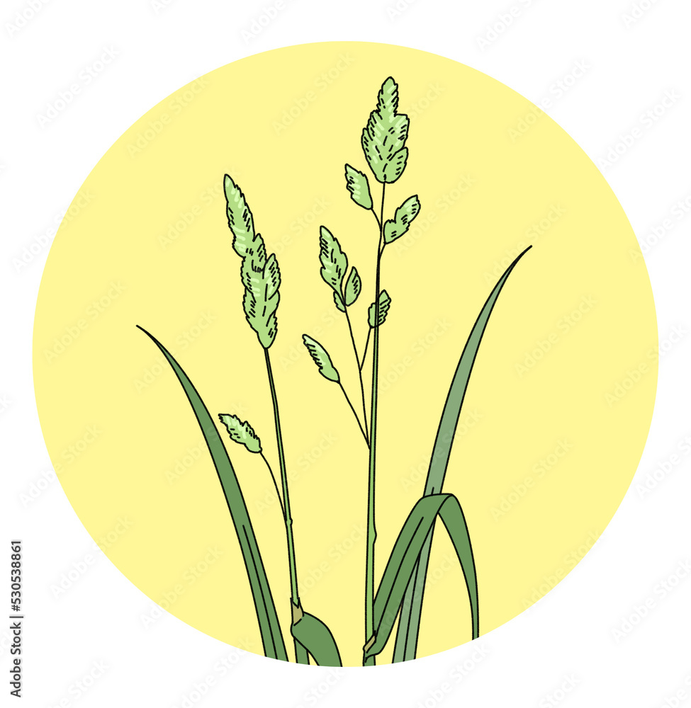 花粉 花粉症 カモガヤ イラスト 単体 Stock Illustration | Adobe Stock