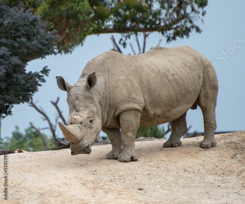Hook-lipped rhinoceros (Diceros bicornis) in a zoo photo