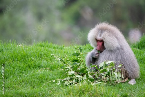 Hamadryas baboon (Papio hamadryas) in greenery photo