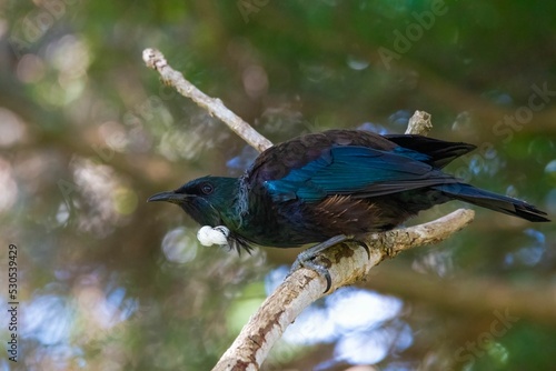 Tui bird (Prosthemadera novaeseelandiae) on a branch photo