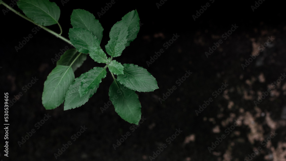 Ocimum tenuiflorum commonly known as holy basil, tulsi or tulasi on natural dark background. Low key photography. - obrazy, fototapety, plakaty 