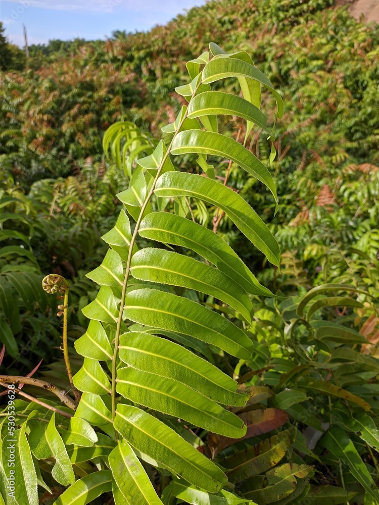 Obraz premium Kalakai plants (Stenochlaena Palustris) in the morning