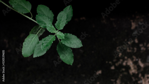 Ocimum tenuiflorum commonly known as holy basil, tulsi or tulasi on natural dark background. Low key photography.