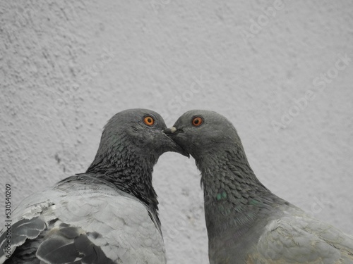 Closeup of a rock pigeon lovebirds standing near a wall photo
