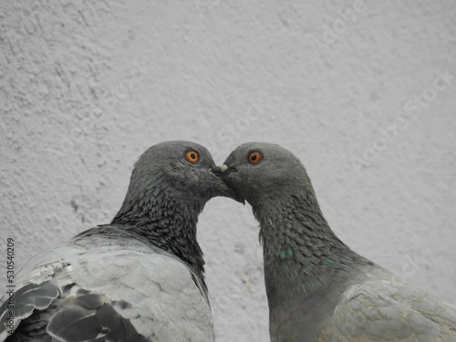 Φωτογραφία Closeup of a rock pigeon lovebirds standing near a wall