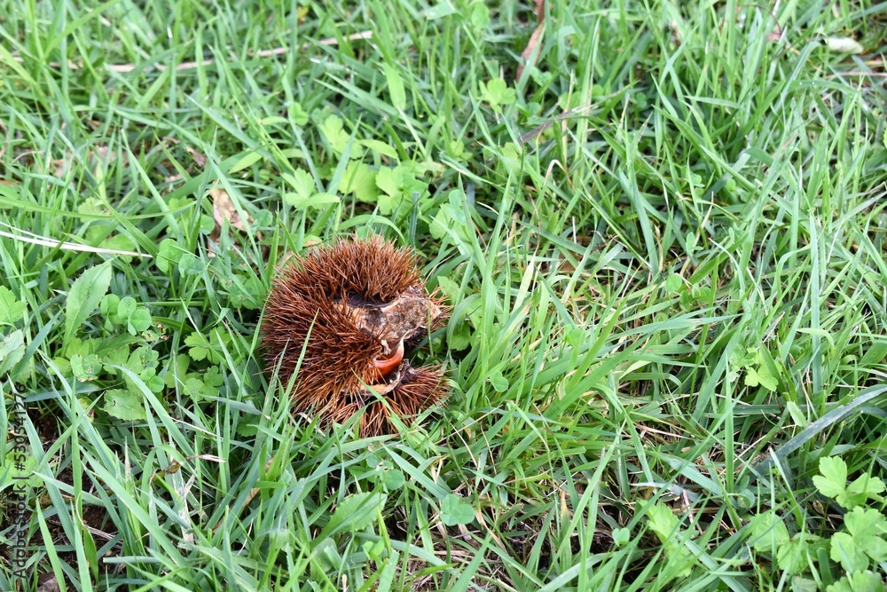 Obraz premium 栗、栗のトゲ、雑草。秋の景色