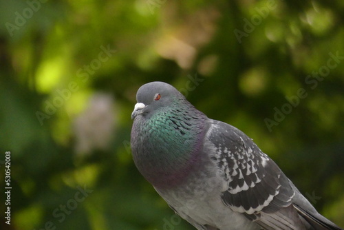Pigeon part portrait 