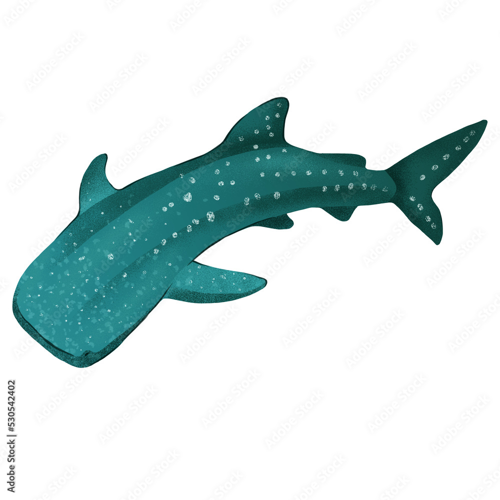 Fototapeta premium Swimming whale shark