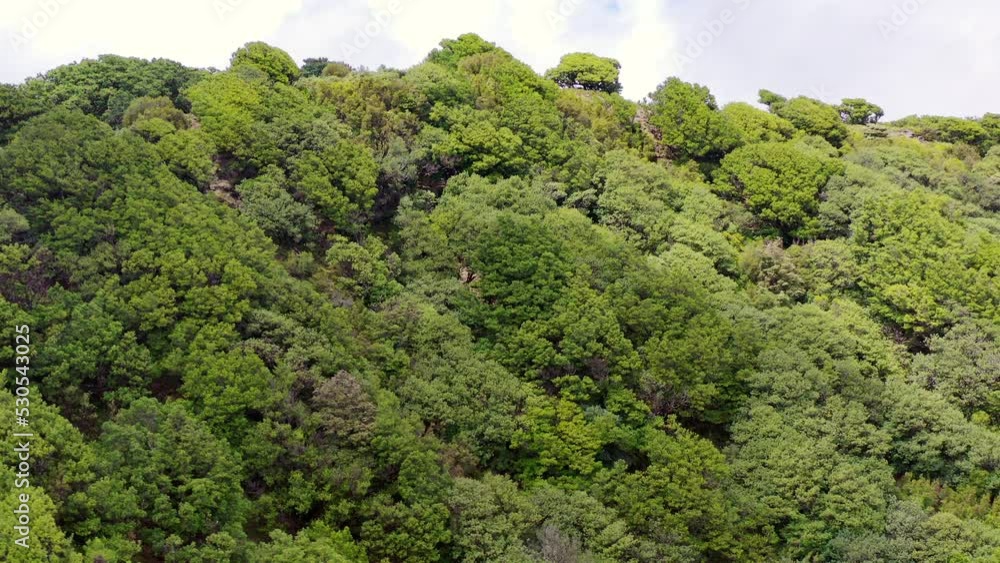 Aerial view of the forest fanal in Madeira Aerial view of the forest fanal in Madeira