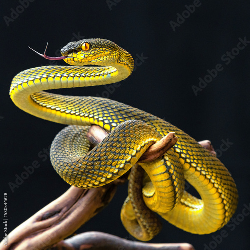 Yellow viper snake in close up photo