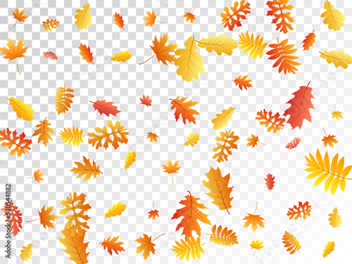 Oak, maple, wild ash rowan leaves vector, autumn foliage on transparent background. © SunwArt