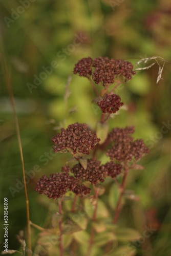 Vertical shot of ochitok plant growth on blurred background photo