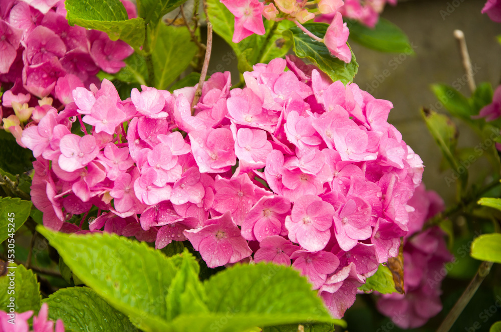 Bush with hydrangea flowers in pink and purple with water drops