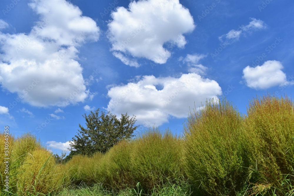 青空、白い雲、夏空、コキア 青空、白い雲、夏空、コキア