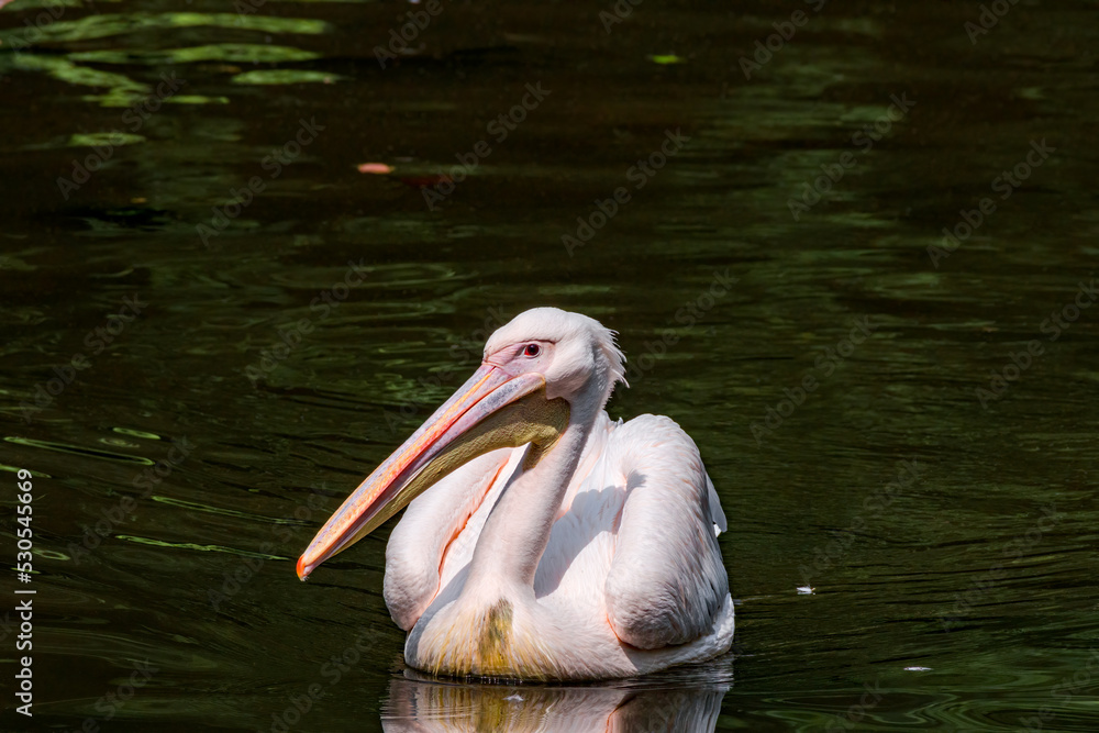 Great White Pelican (Pelecanus onocrotalus) on lake Great White Pelican (Pelecanus onocrotalus) on lake