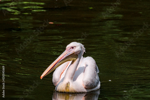 Great White Pelican (Pelecanus onocrotalus) on lake