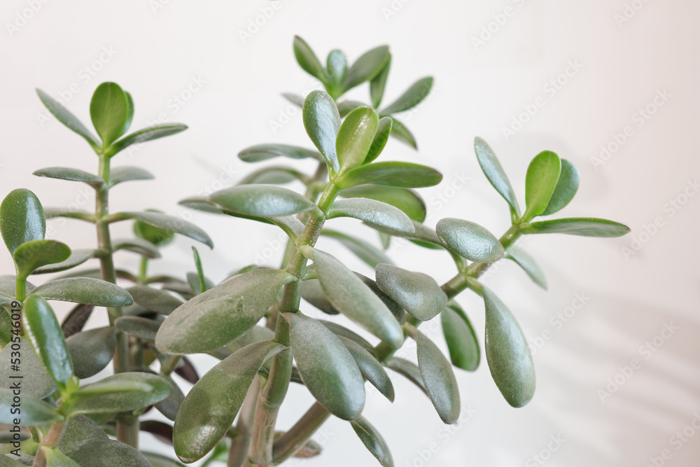 Decorative indoor plant crassula in a pot Decorative indoor plant crassula in a pot