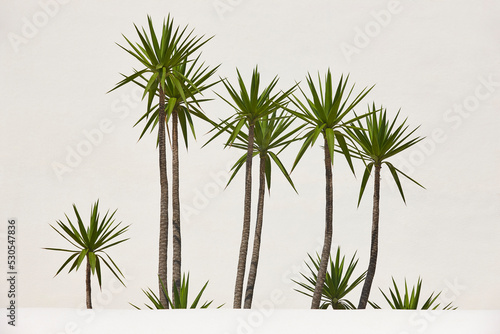 Dracaena reflexa plants in front of a white wall. Decorative