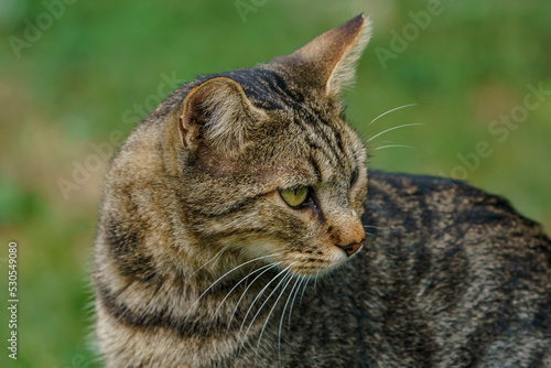 The tabby is a cross breed cat breed whose coat is decorated with black stripes and spots. It is a mix of African wildcat and European Native Wildcat.