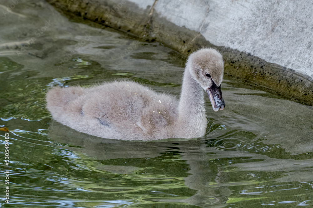 Black Swan (Cygnus atratus) cygnet in park Black Swan (Cygnus atratus) cygnet in park