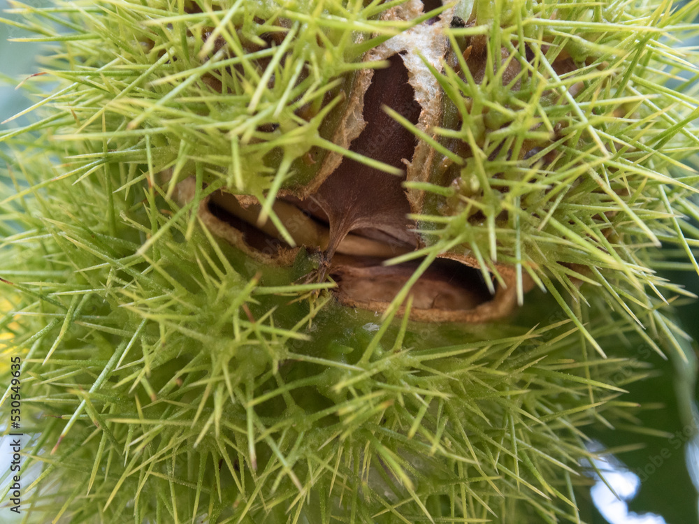 Obraz premium 木なりの栗の実