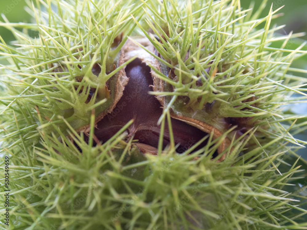 Obraz premium 木なりの栗の実