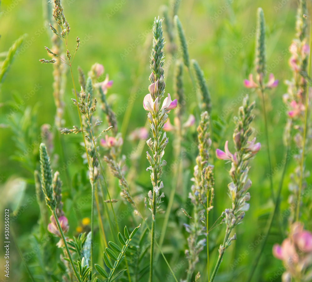 Onobrychis viciifolia or common sainfoin or esparcet flowering in a field