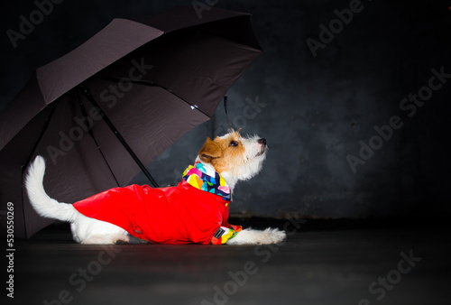 dog in a jacket with an umbrella