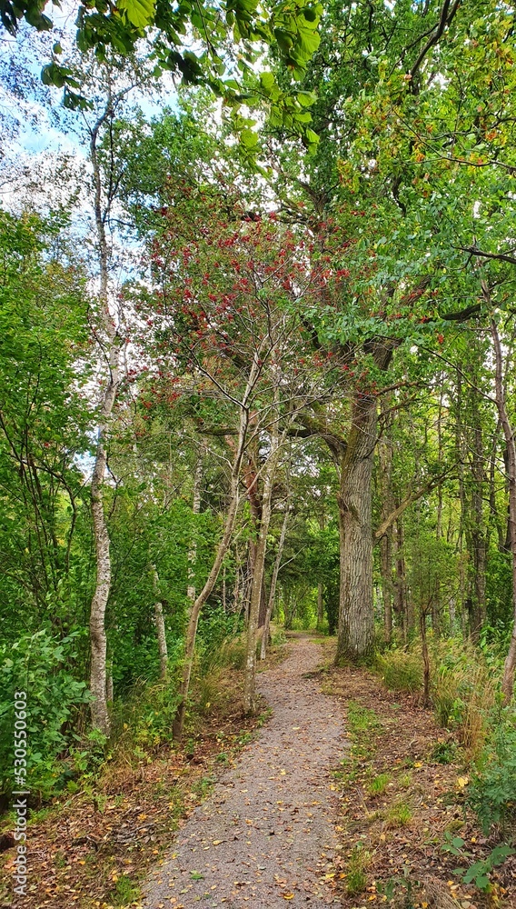 path in the forest