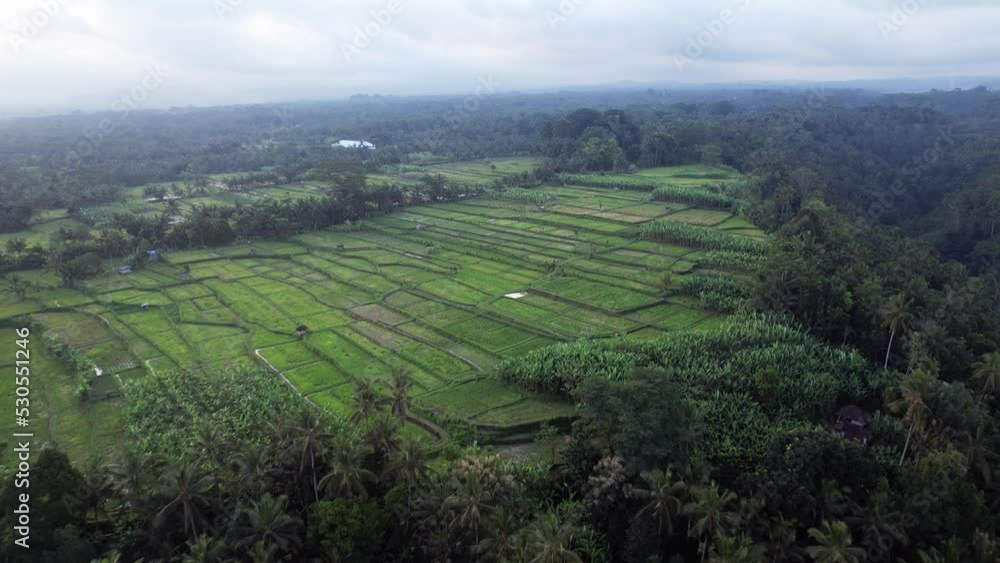 Harvested rice plantations at large cooperative land, aerial shot of central Bali countryside in evening twilight. Several banana fields seen in plain. Green forested canyon at side of cultivated land Harvested rice plantations at large cooperative land, aerial shot of central Bali countryside in evening twilight. Several banana fields seen in plain. Green forested canyon at side of cultivated land