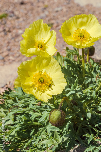 Alaska Poppy (Papaver alaskanum) at St. George Island, Pribilof Islands, Alaska, USA photo