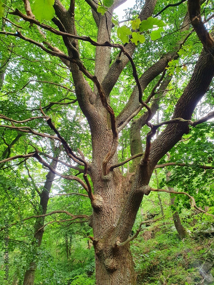 Obraz premium old oak tree