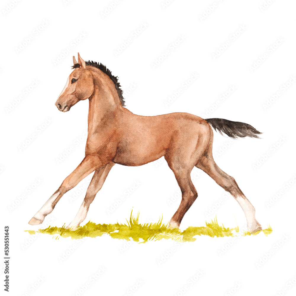 Watercolor illustration of horse running in the grass isolated