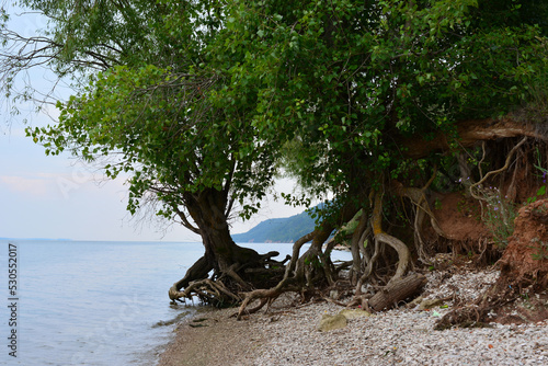 Foto trees with massive roots on the bank of the river, close-up