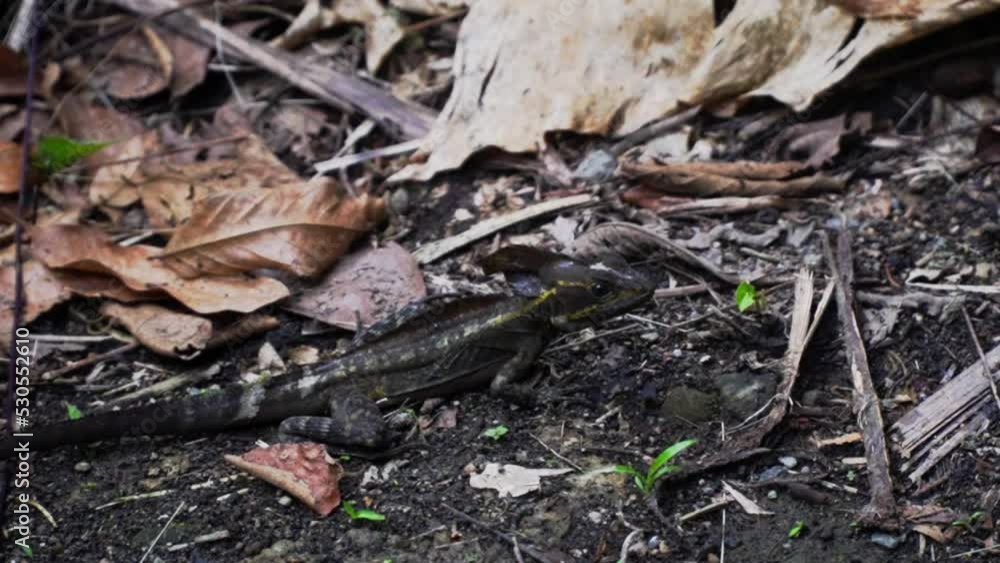 close up iguana lizard in the rainforest of Costa Rica jungle, Central America wildlife close up iguana lizard in the rainforest of Costa Rica jungle, Central America wildlife