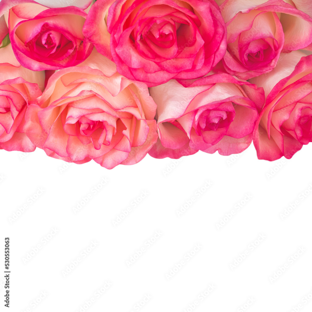 Salmon roses isolated transparent png square composition