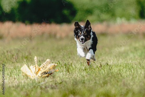 Billede på lærred Dog running in green field and chasing lure at full speed on coursing competitio