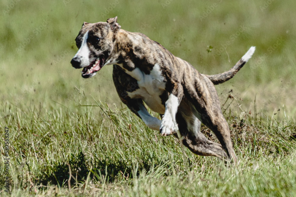 Whippet dog lifted off the ground during the dog racing competition running straight into camera Whippet dog lifted off the ground during the dog racing competition running straight into camera