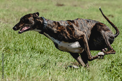 Greyhound dog lifted off the ground during the dog racing competition running straight into camera