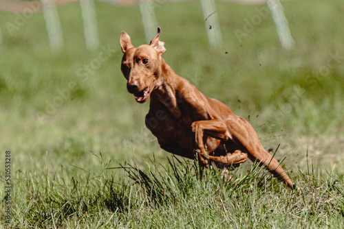 Cirneco dell etna dog running fast and chasing lure across green field at dog racing competion © Aleksandr Tarlokov
