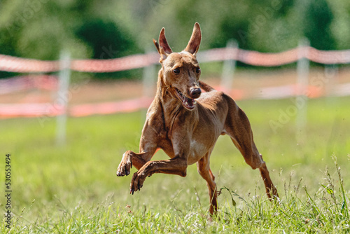 Cirneco dell etna dog running fast and chasing lure across green field at dog racing competion photo