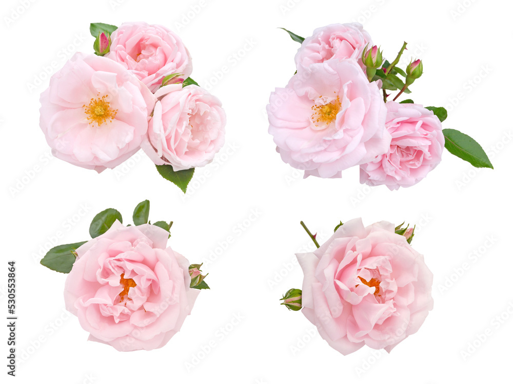 Pale pink roses and buds set isolated transparent png - obrazy, fototapety, plakaty 